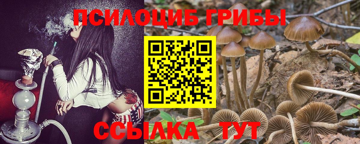 Чернушка  дарнет шоп  Псилоцибиновые грибы Cubensis  Вход с VPN  Галлюциногенные грибы MAGIC MUSHROOMS 